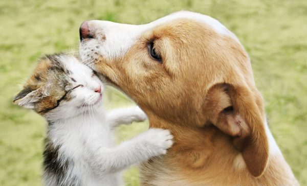 The kitten hugs the puppy HD Background Image | StoreWinner